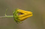 Narrow-leaf sunflower